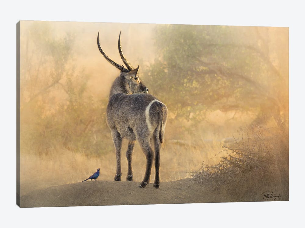 Waterbuck And Mr. Starling by Patsy Weingart 1-piece Canvas Art