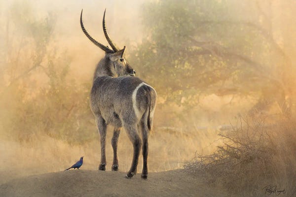 Antelopes: Waterbuck And Mr. Starling by Patsy Weingart