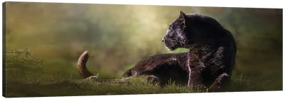 Looking Black Leopard Pano Canvas Art Print - Patsy Weingart