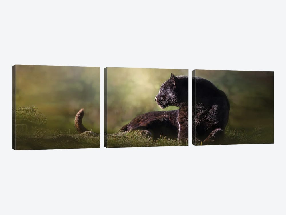 Looking Black Leopard Pano by Patsy Weingart 3-piece Canvas Print