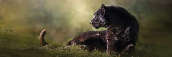 Leopards: Looking Black Leopard Pano by Patsy Weingart