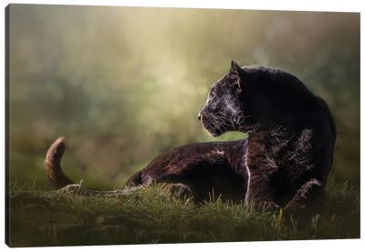 Looking Black Leopard Canvas Art Print - Patsy Weingart