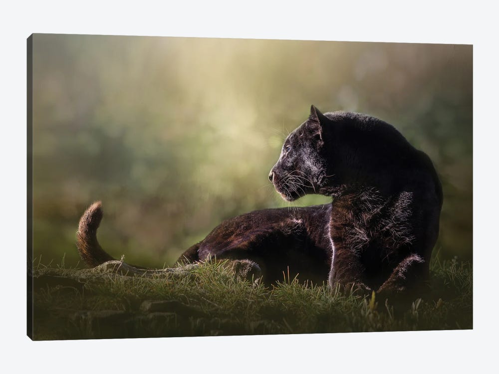 Looking Black Leopard by Patsy Weingart 1-piece Canvas Art