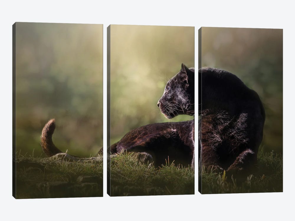 Looking Black Leopard by Patsy Weingart 3-piece Canvas Artwork