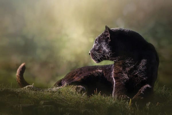 Patsy Weingart: Looking Black Leopard by Patsy Weingart