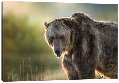 Montana Grizzly Canvas Art Print - Grizzly Bear Art