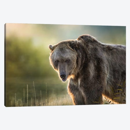 Montana Grizzly Canvas Print #PWG124} by Patsy Weingart Canvas Print