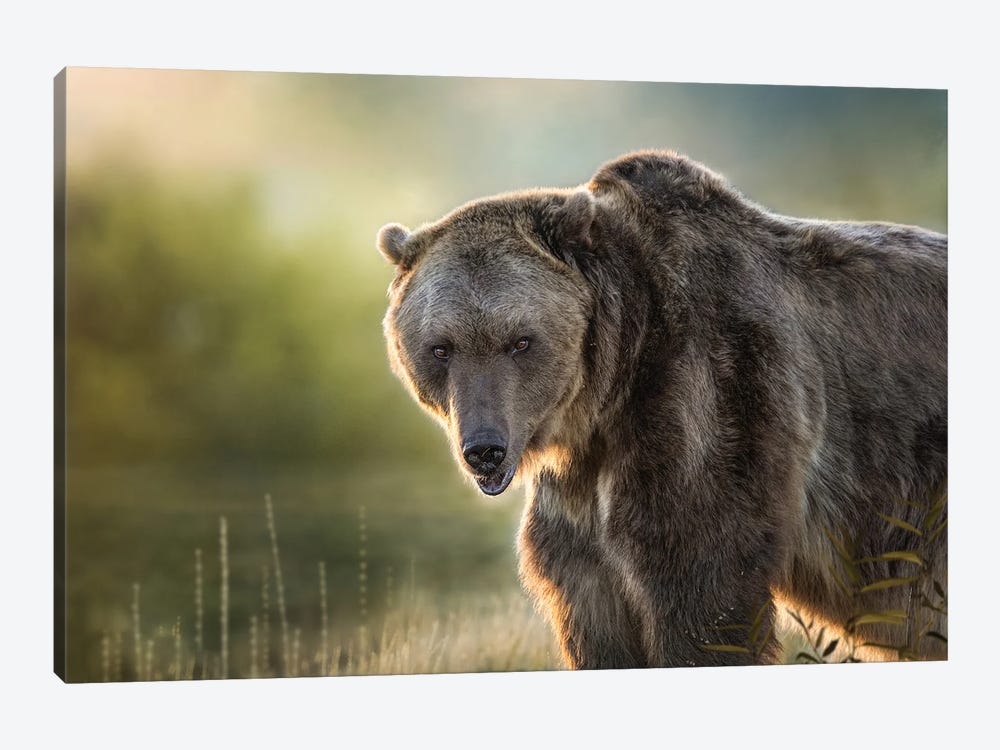 Montana Grizzly by Patsy Weingart 1-piece Art Print