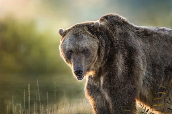 Photogenic Animals: Montana Grizzly by Patsy Weingart