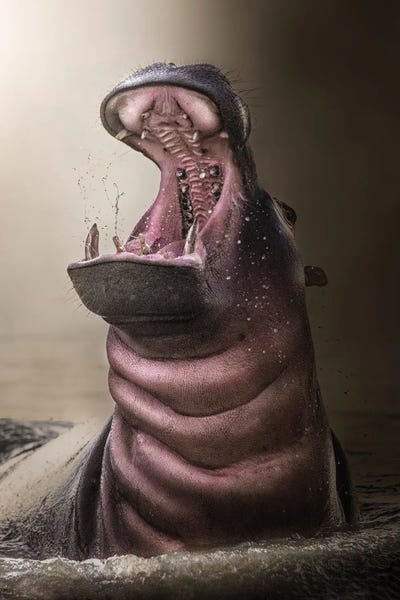 Roaring Hippo by Patsy Weingart art print