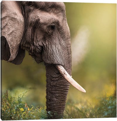 Grazing Elephant Canvas Art Print - Patsy Weingart