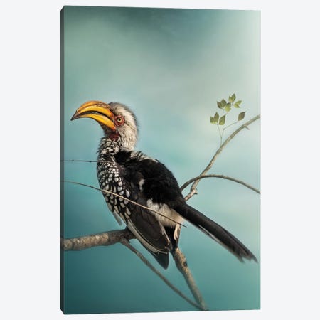 Yellow Billed Hornbill Canvas Print #PWG12} by Patsy Weingart Canvas Print