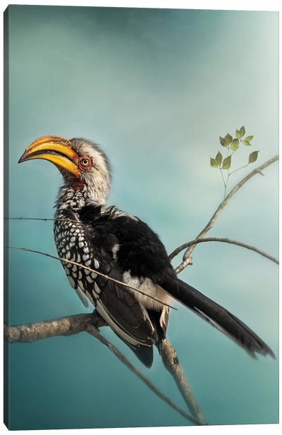 Yellow Billed Hornbill Canvas Art Print