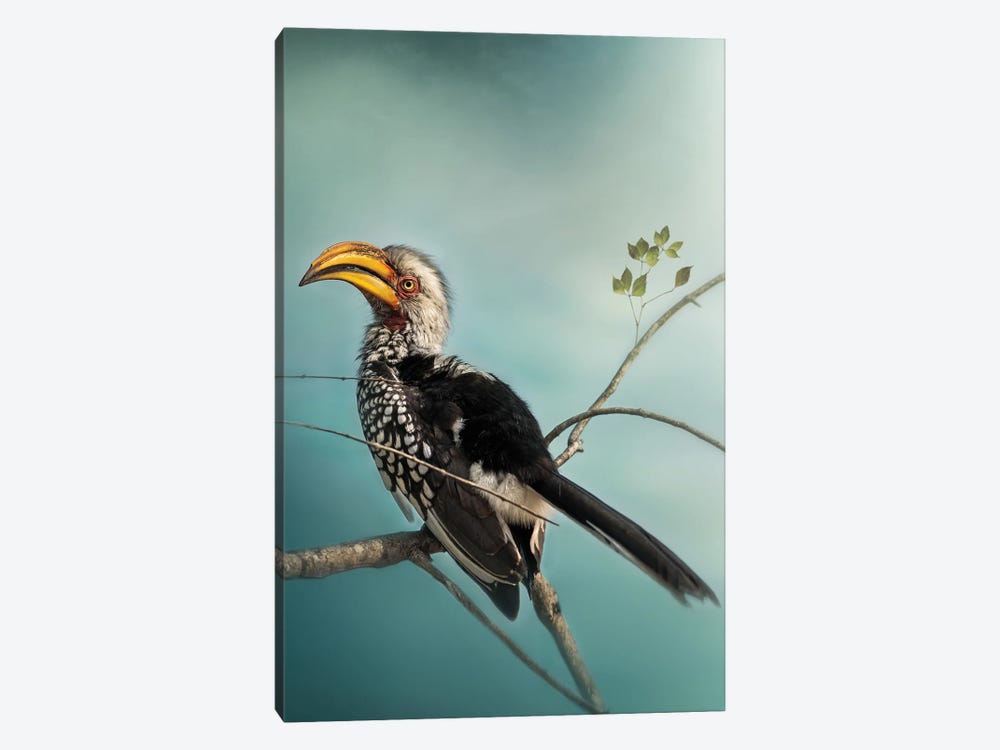 Yellow Billed Hornbill by Patsy Weingart 1-piece Canvas Art
