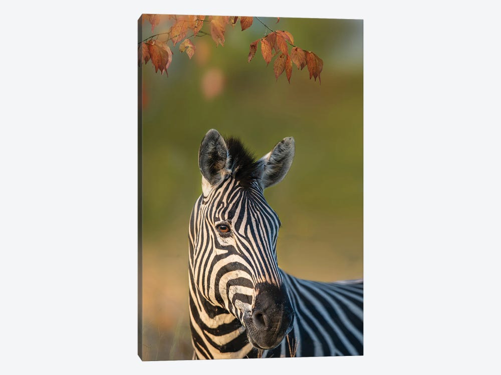Right Hand Zebra by Patsy Weingart 1-piece Canvas Print