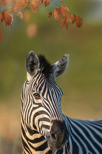 Patsy Weingart: Right Hand Zebra by Patsy Weingart
