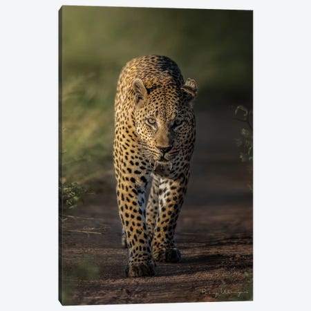 Lurking Leo Canvas Print #PWG134} by Patsy Weingart Canvas Art