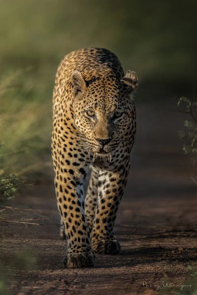 Leopards: Lurking Leo by Patsy Weingart