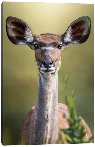 Surprised Kudu Canvas Art Print - Antelope Art