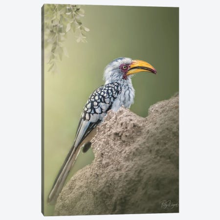 Yellow Billed Horn Bill Profile Canvas Print #PWG136} by Patsy Weingart Canvas Art