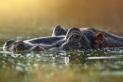 Hiding Hippo by Patsy Weingart art print