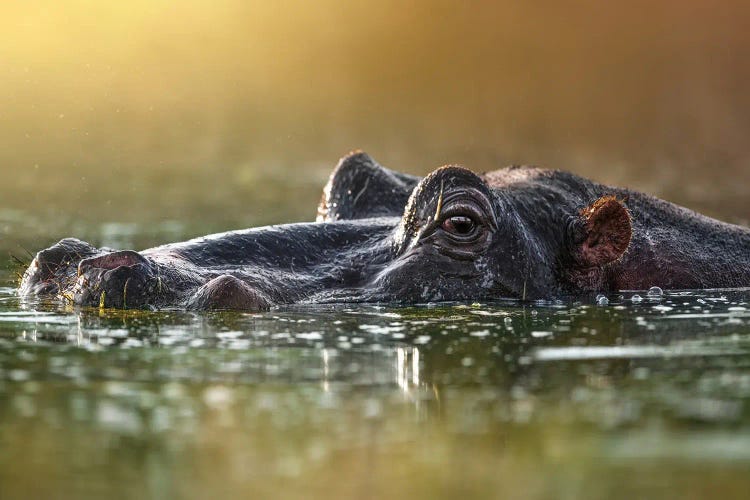 Hiding Hippo