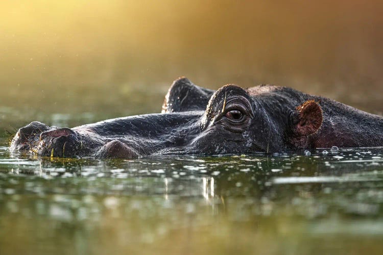 Hiding Hippo by Patsy Weingart wall art
