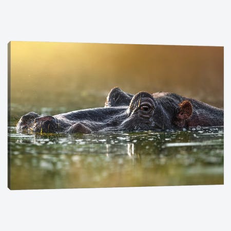 Hiding Hippo Canvas Print #PWG138} by Patsy Weingart Canvas Print