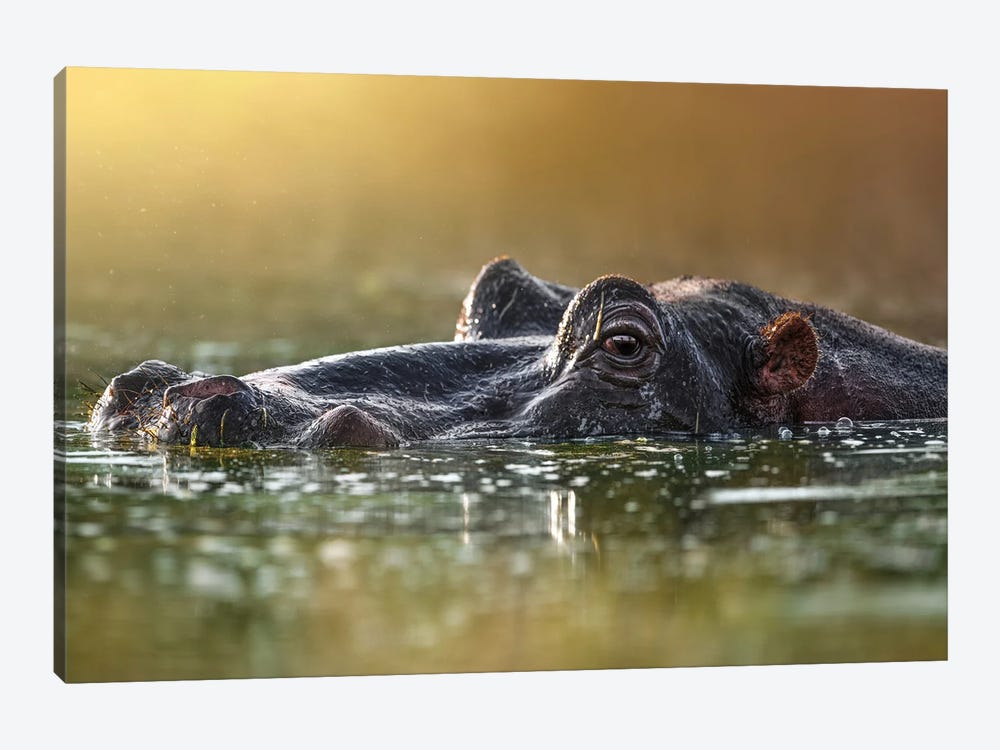 Hiding Hippo by Patsy Weingart 1-piece Canvas Wall Art