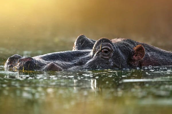 Hippopotamuses: Hiding Hippo by Patsy Weingart