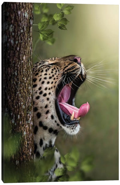 Yawning Leopard Canvas Art Print - Patsy Weingart
