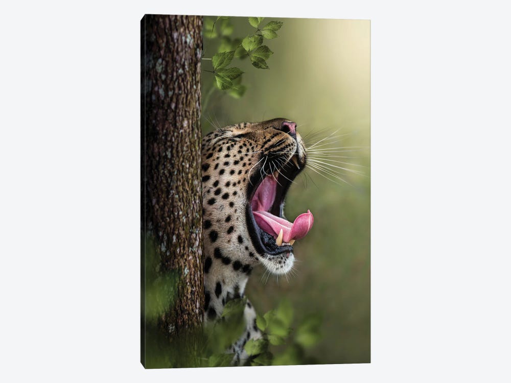 Yawning Leopard by Patsy Weingart 1-piece Art Print