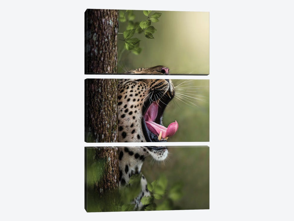 Yawning Leopard by Patsy Weingart 3-piece Art Print