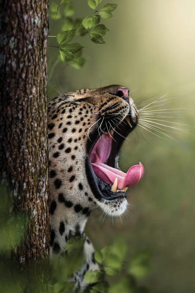 Leopards: Yawning Leopard by Patsy Weingart