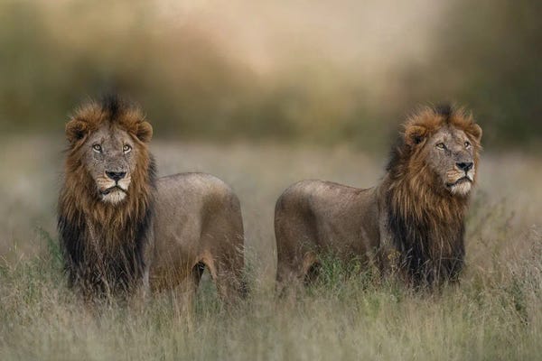 Patsy Weingart: Brothers by Patsy Weingart