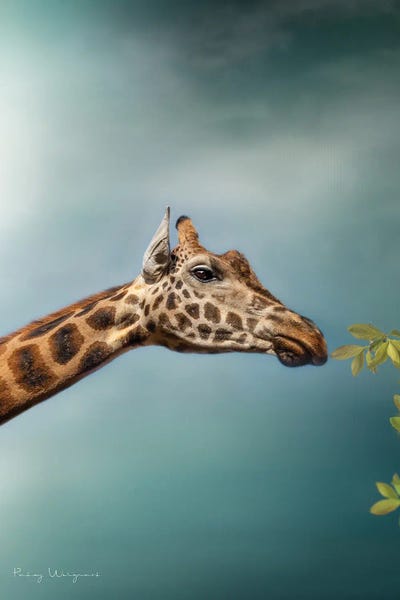 Giraffes: Blue Sky Giraffe by Patsy Weingart