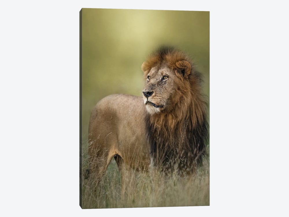 King Of The Jungle by Patsy Weingart 1-piece Canvas Print