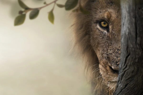 Lions: Creeping King by Patsy Weingart