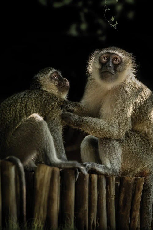 Grooming Vervets