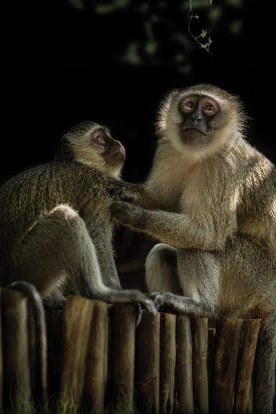 Patsy Weingart: Grooming Vervets by Patsy Weingart
