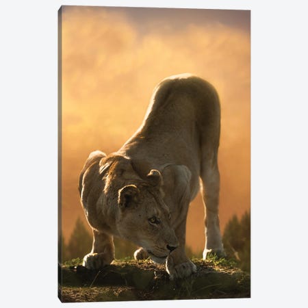 Crouching Lion Canvas Print #PWG147} by Patsy Weingart Canvas Print