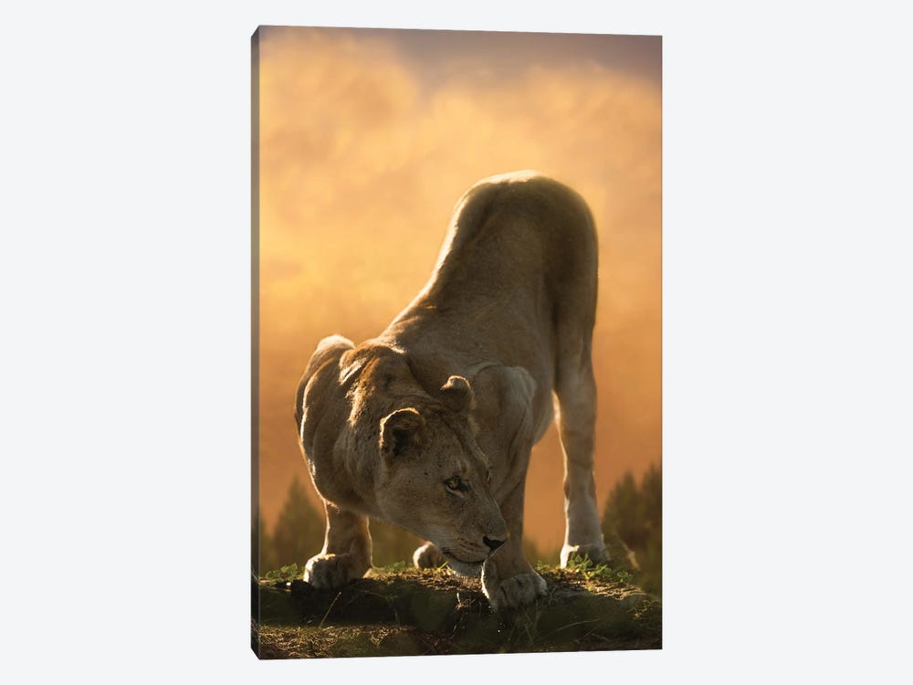 Crouching Lion by Patsy Weingart 1-piece Canvas Artwork