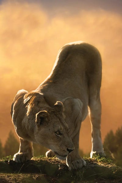 Patsy Weingart: Crouching Lion by Patsy Weingart