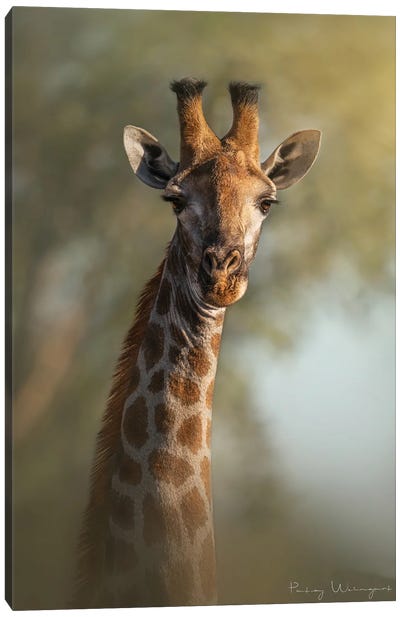 Friendly Giraffe Canvas Art Print - Giraffe Art