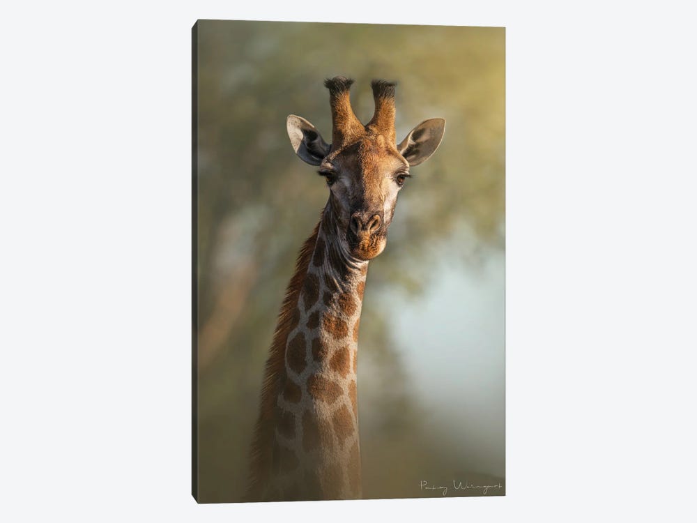 Friendly Giraffe by Patsy Weingart 1-piece Canvas Print