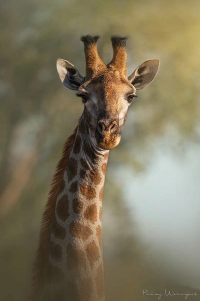 Patsy Weingart: Friendly Giraffe by Patsy Weingart