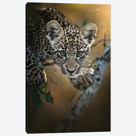 Modeling Leopard Cub Canvas Print #PWG149} by Patsy Weingart Canvas Artwork
