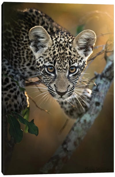 Modeling Leopard Cub Canvas Art Print - Patsy Weingart