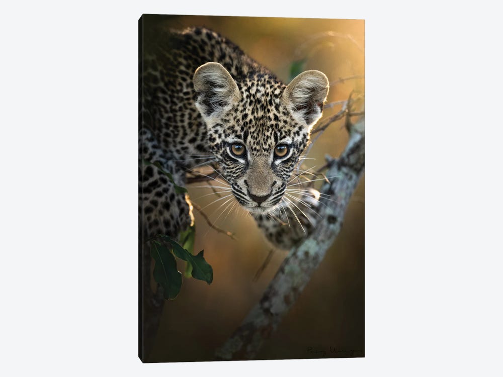 Modeling Leopard Cub by Patsy Weingart 1-piece Canvas Artwork