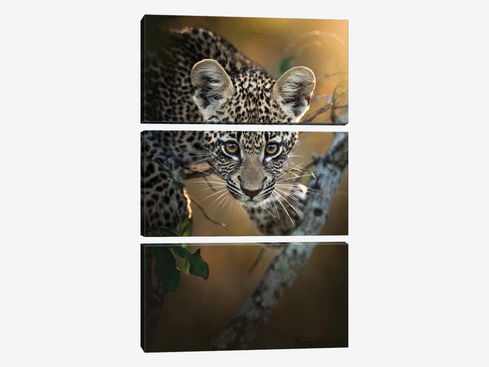Modeling Leopard Cub by Patsy Weingart 3-piece Canvas Wall Art